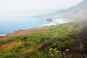 Coastal Views Fog